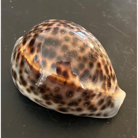 Vintage Tiger Cowrie Shell Cypraea Tigris Spotted Seashell Nautical Beach Decor - Picture 1 of 8